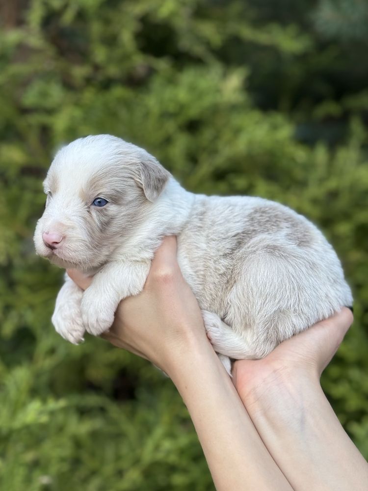 Border collie lilac merle