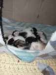 Gatinhos para dar