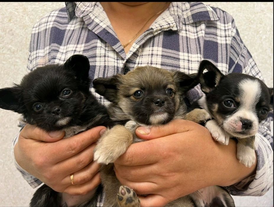 Дві дівчинки чихуашки та середній хлопчик