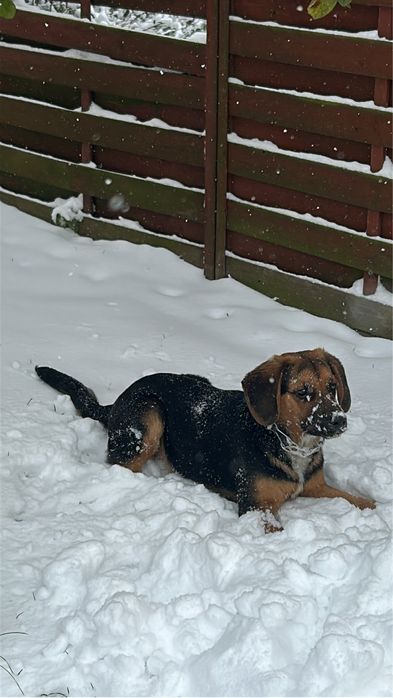 Oddam za darmo pieska Beagle mieszaniec