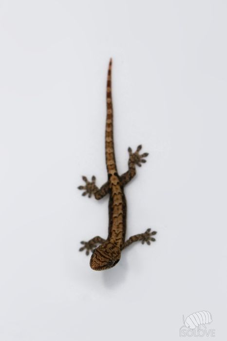 5x młody gekon płaczący (Lepidodactylus lugubris), zdrowe, badane