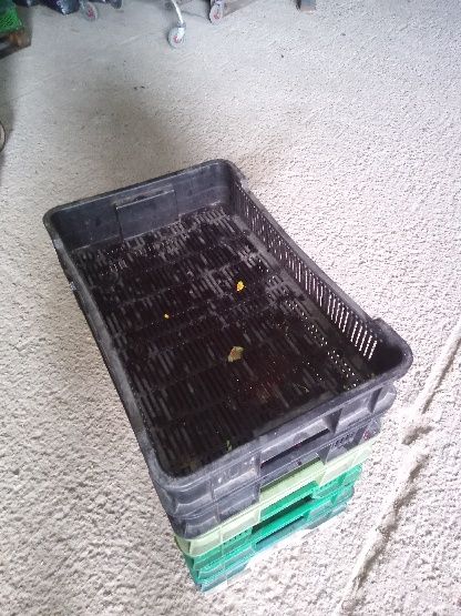 Skrzynki czeszki 10kg