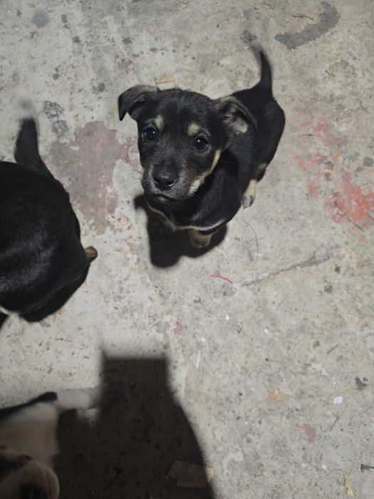 Pieski w dobre ręce oddam