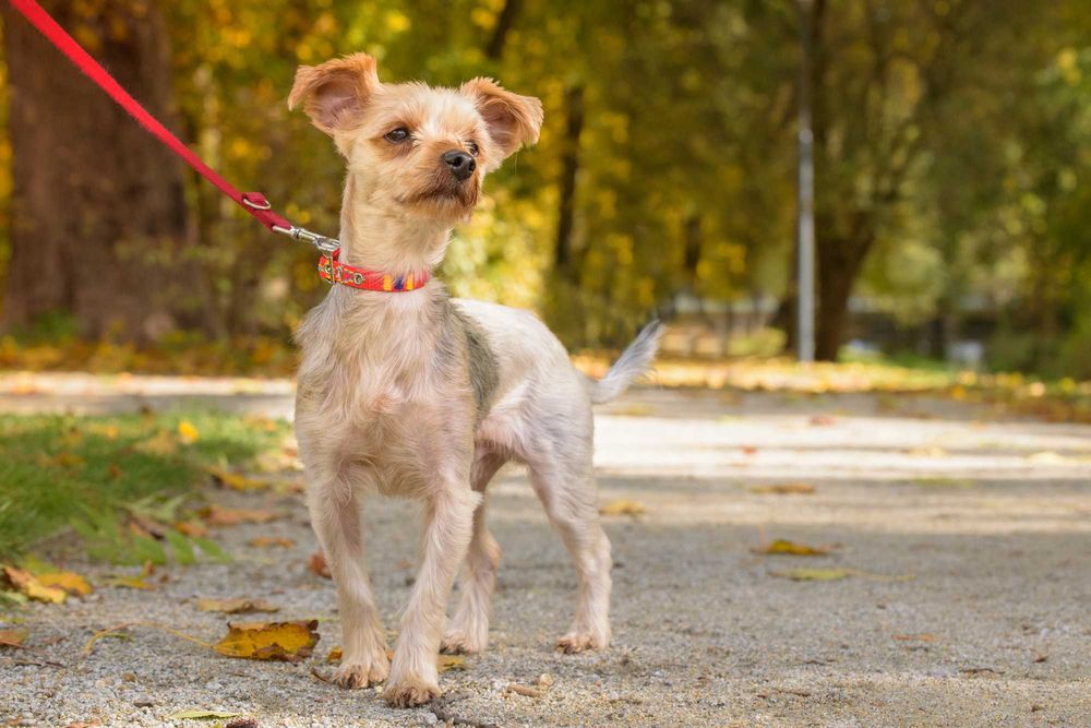 Śliczny malutki piesek w typie york, yorkshire terrier - do adopcji