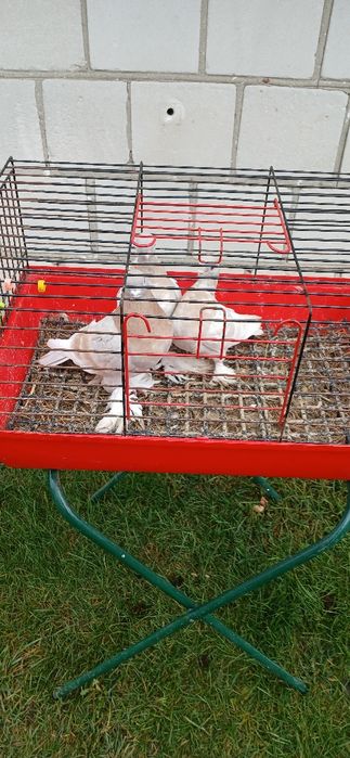 Gołębie różnych ras