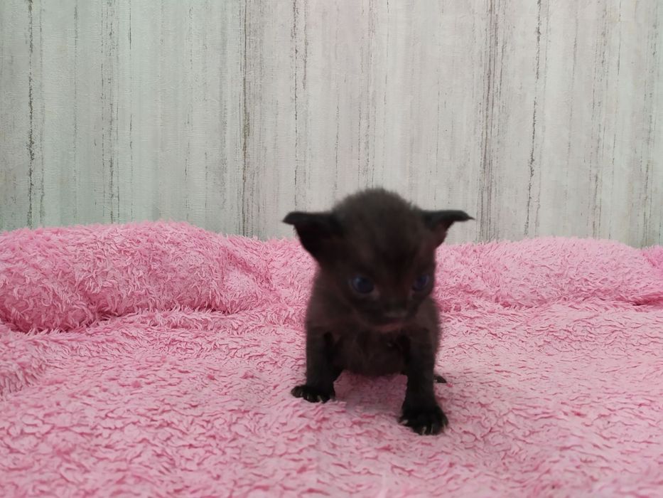 Бурма, бурманские котята