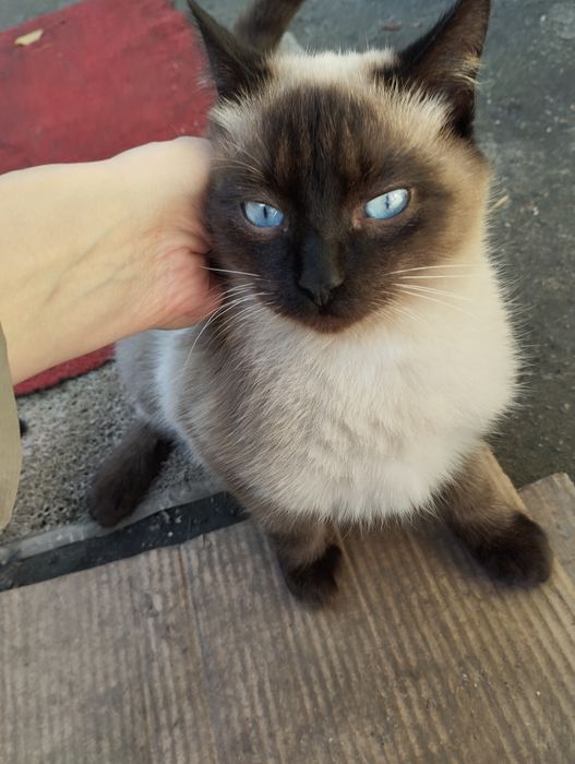 Коти, кошенята хлопчики