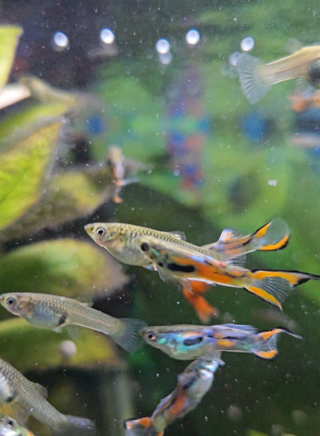Guppys Endler jovens