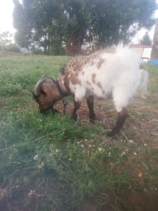 Cabrito anão 2 anos