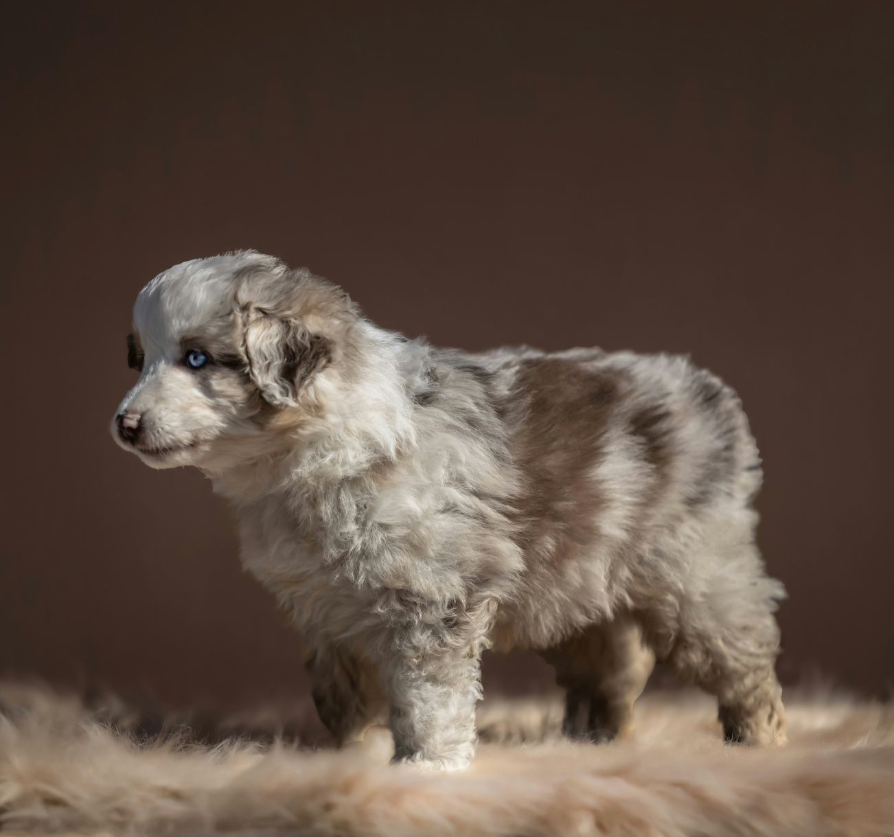 Miniaturowy owczarek amerykanski