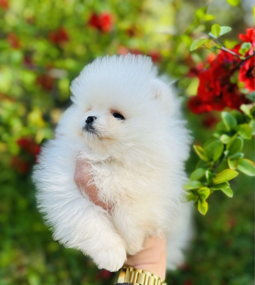 Piekna ZAREZERWOWANA MINI suczka szpic miniaturowy pomeranian ZKWP Fci