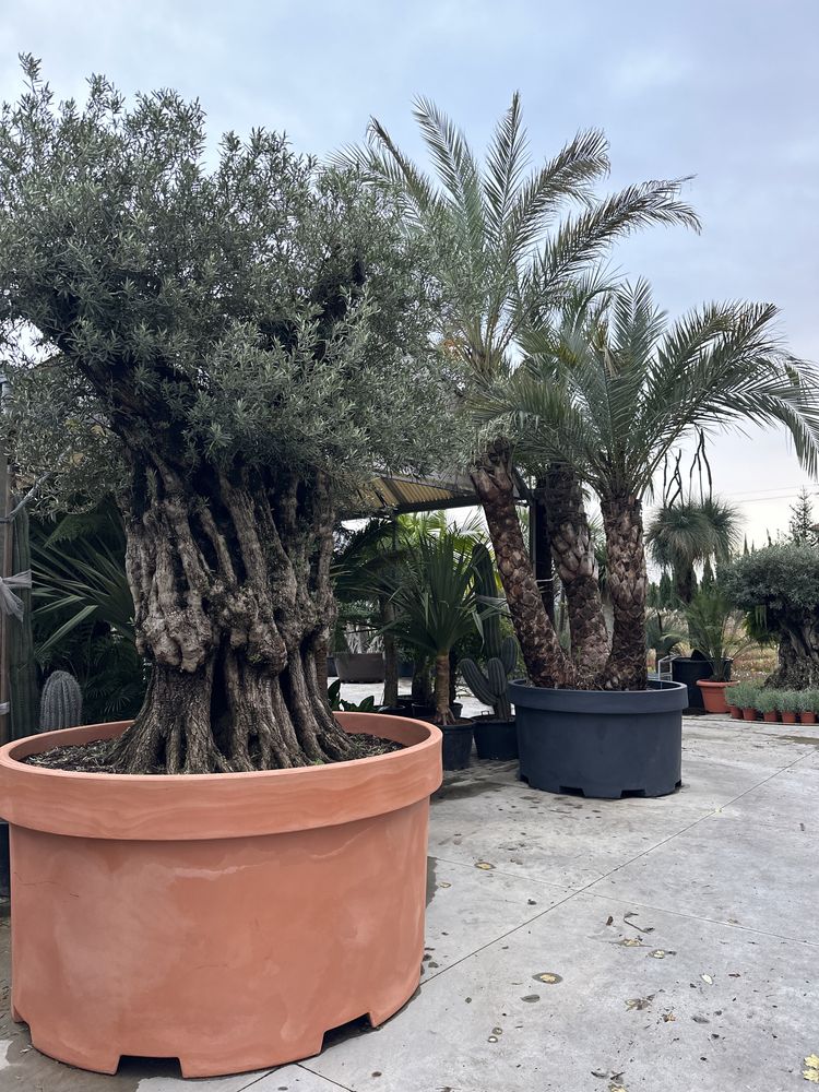 Oliveiras Centenarias - Macro Bonsai - Exemplares