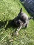 Buldog francuski BLUE suczka błękitna