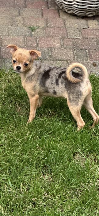 Przesliczna dziewczynka Chihuahua  choco merle tan