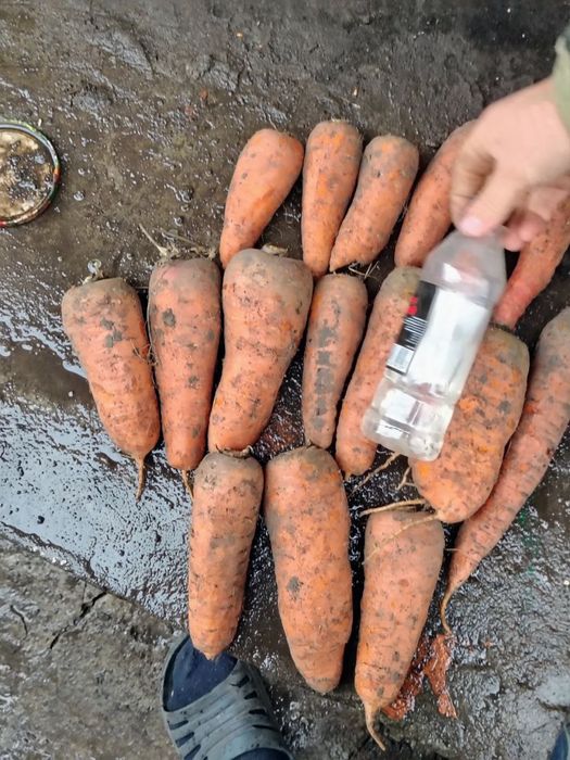 Продам моркву домашню