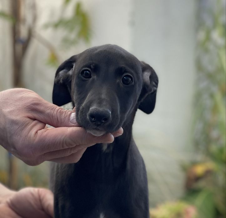 Whippet chart angielski ZKwP ekstra black color Revirado FCI