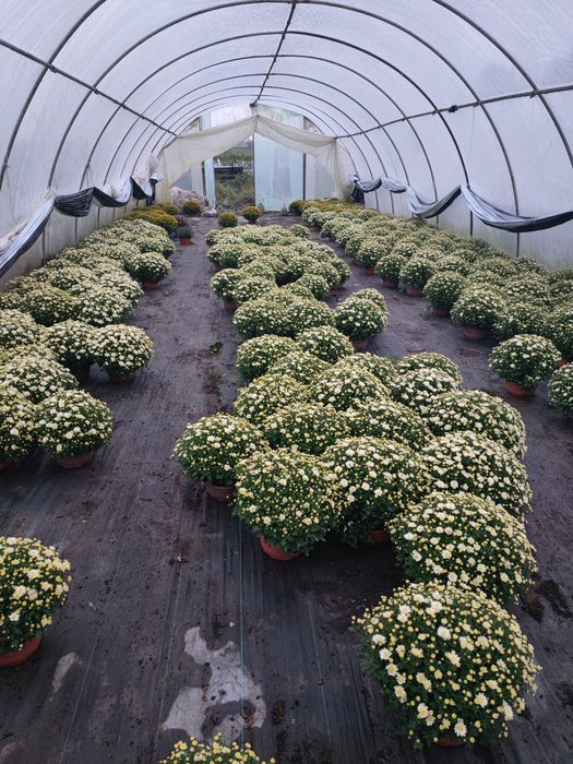 Chryzantemy drobnokwiatowa