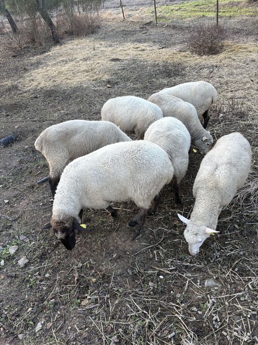 6 Ovelhas e 1 Carneiro