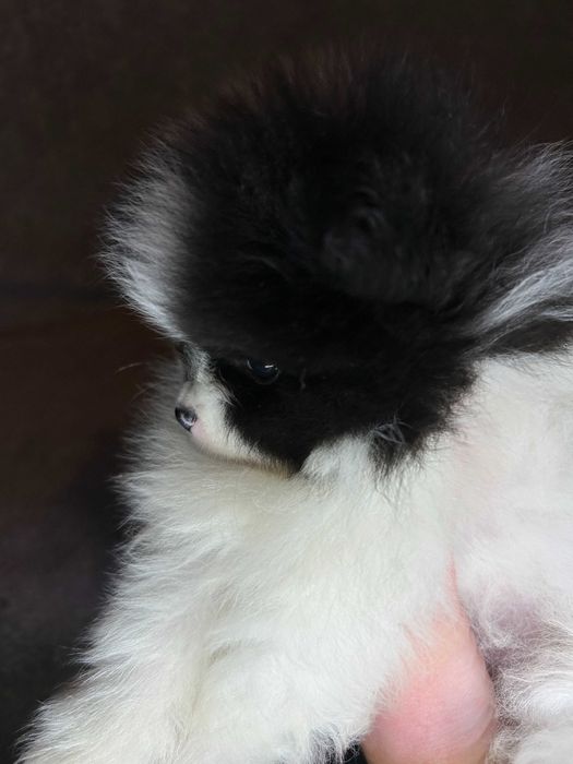 Pomeranian Szpic Miniaturowy Piesek Suczka