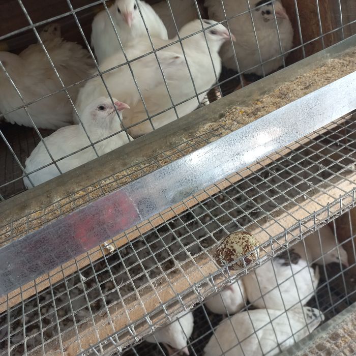 Перепілки несучки