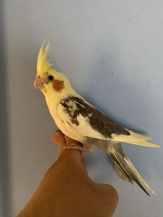 Caturra domesticada- macho