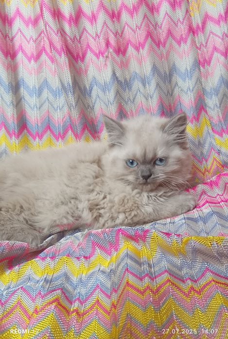 Дівчинка серебриста шиншила