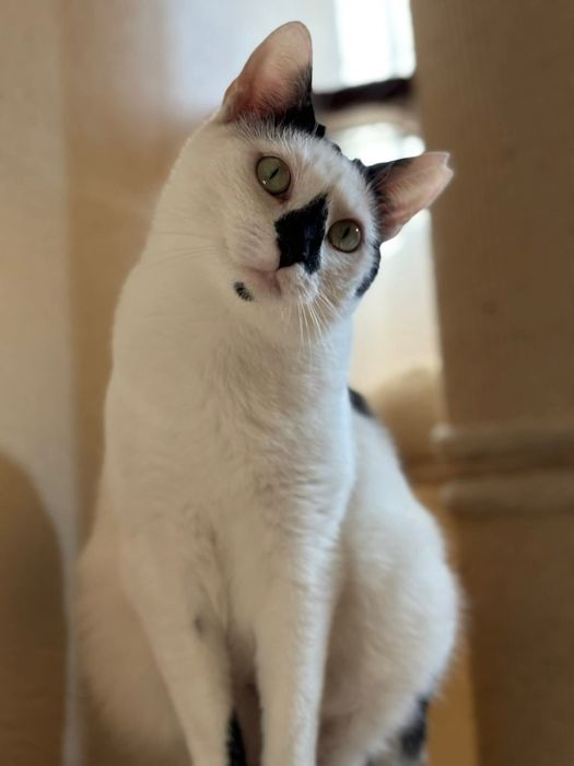 Urocza Milka szuka domu!