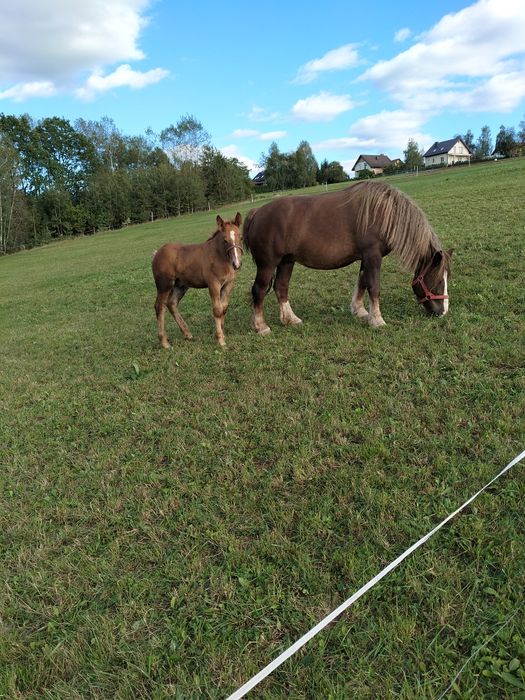 Koń kobyła klacz sztumska