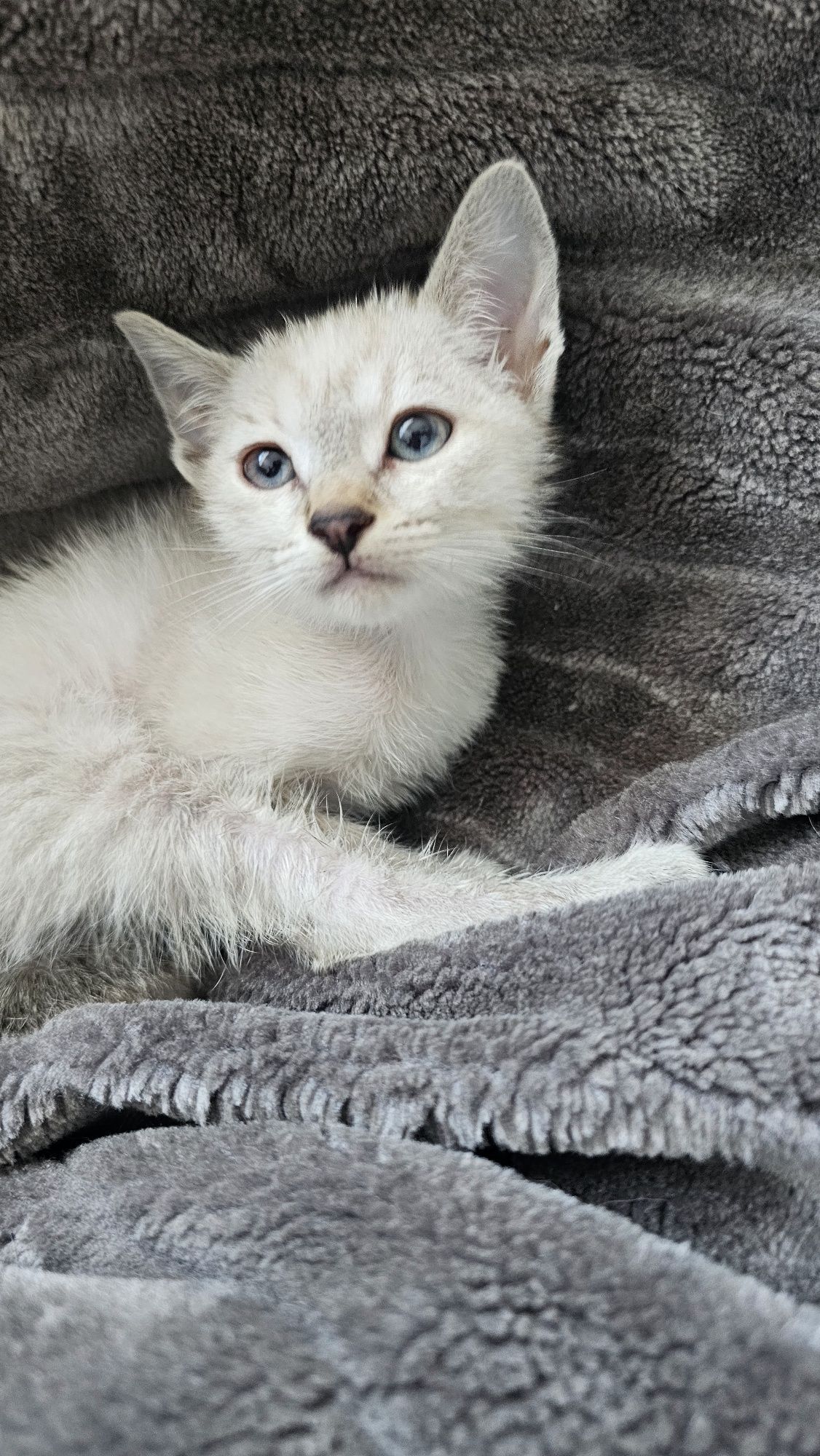 Gatinha 2 meses para adoção