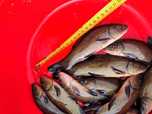 Lin narybek 15-20cm, Jesiotr, karp