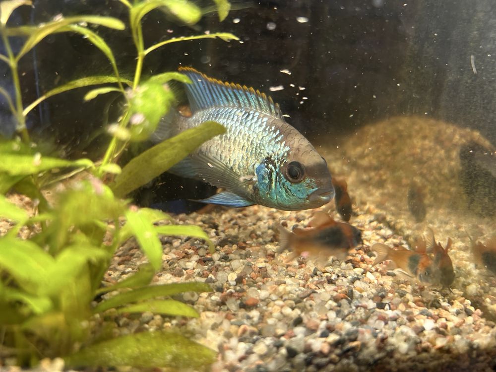 Akara electric blue (para)