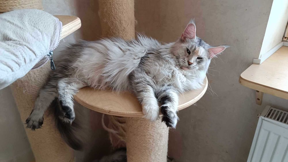 Красавица взрослая девочка Мейн кун 2 года