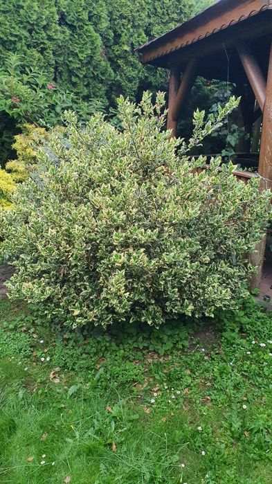 Ostrokrzew kolczasty