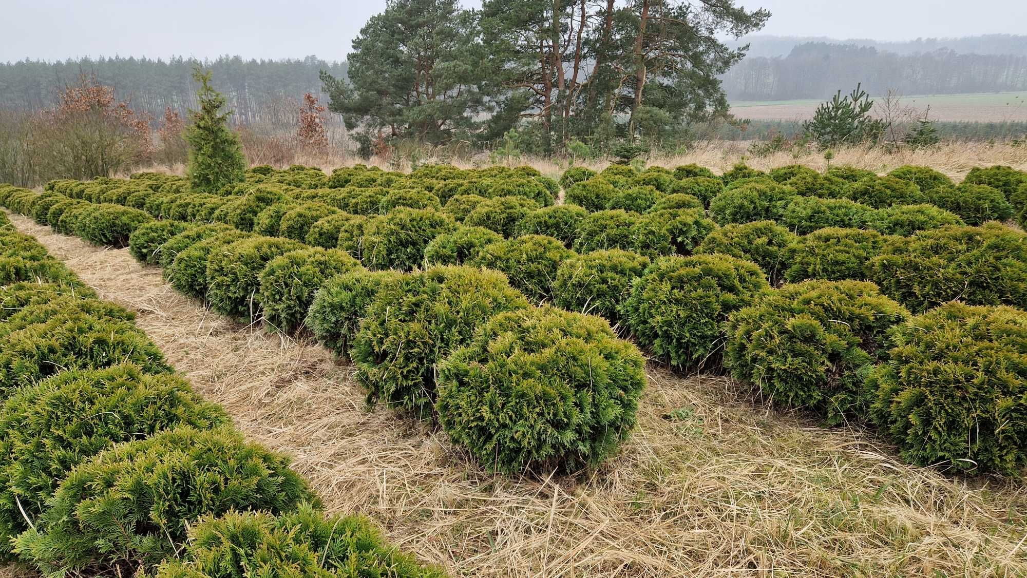 Thuja Golden Tuffet śr. 80 cm. Ilości hurtowe