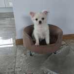 Śliczny samiec  chihuahua z rodowodem