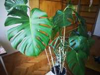 Monstera  3 letnia
