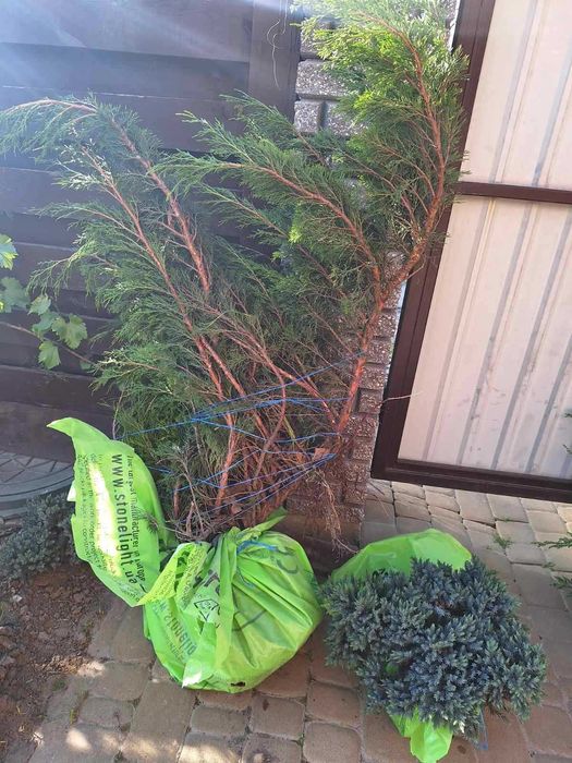 Продаються великі рослини Ялівець, Яловець. Їм більше 5 років.