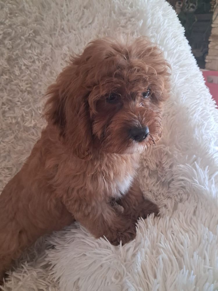 Cavapoo piesek red, mama cavalier tata pudel toy red
