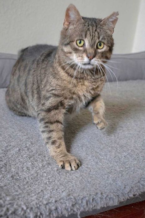 Starszy kocurek FENIKS do adopcji.