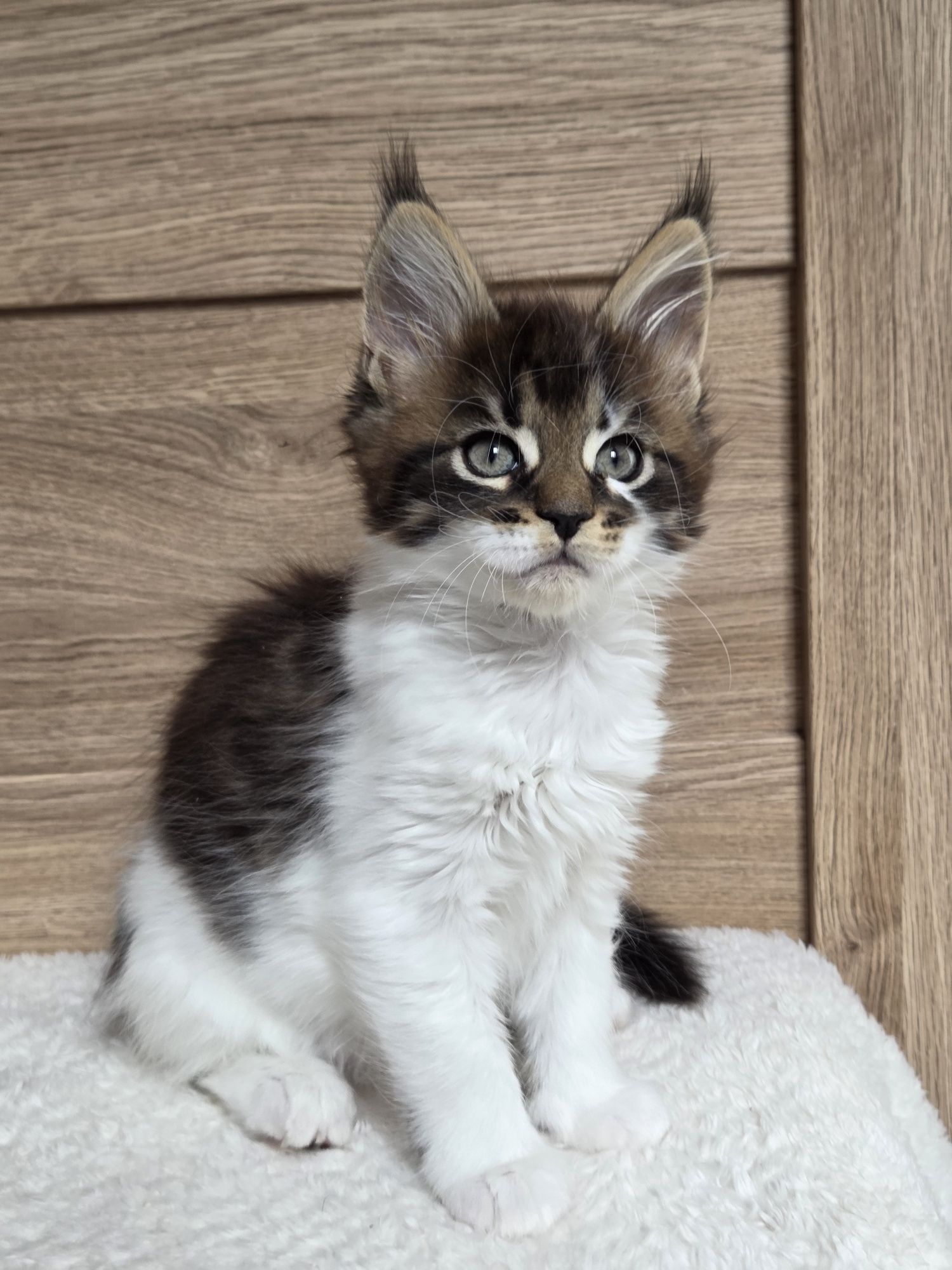 Maine Coon z rodowodem FPL