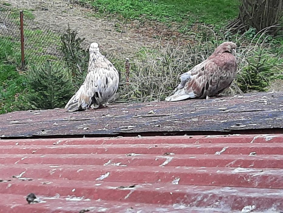 KOLOROWE Orliki Polskie