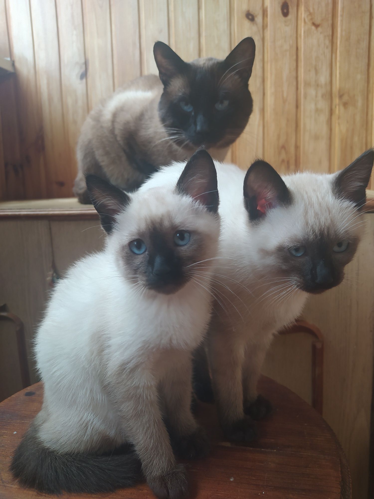 Продам сиамських кошенят