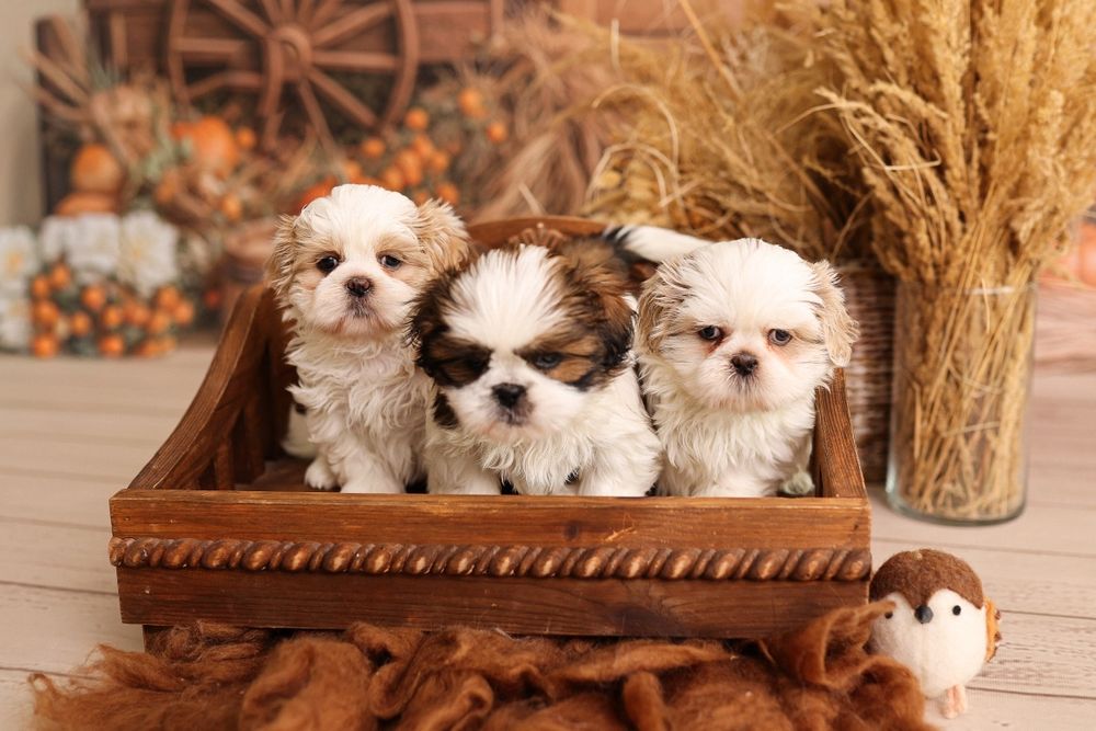 Suczka Shih tzu tri color