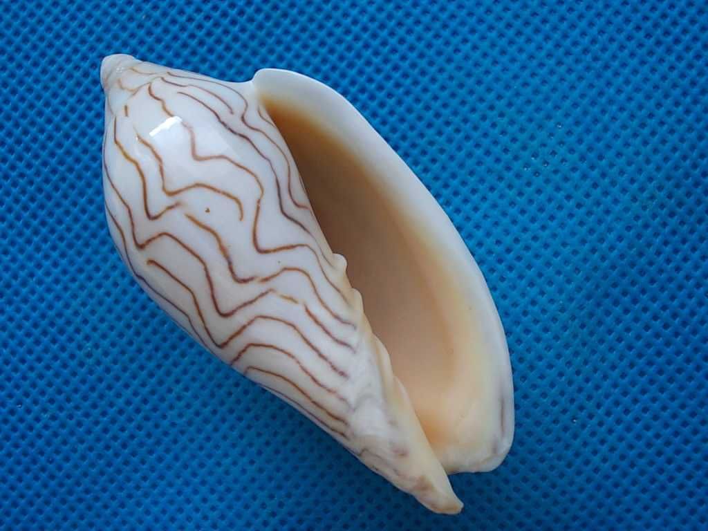 Muszle morskie- Amoria undulata angasi