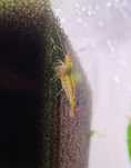 Krewetki Caridina Tangerine Tiger