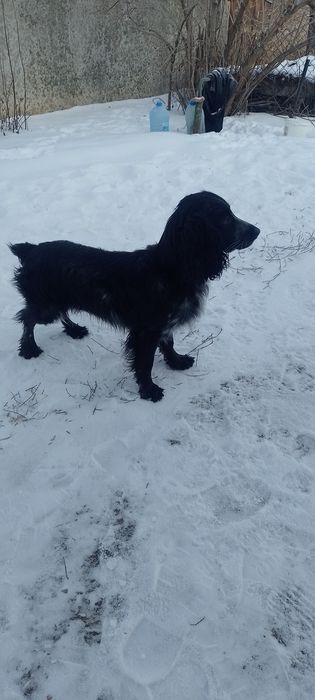 Вязка русский спаниель.