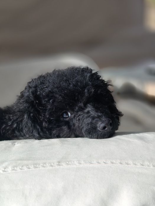 Pudel miniatura. Pies.