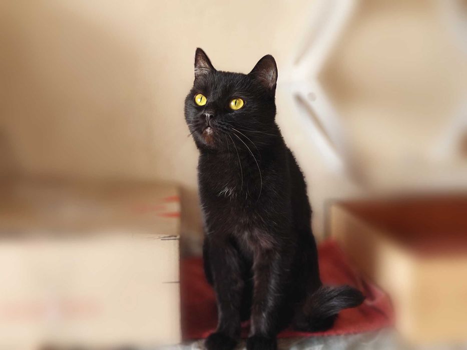 Найлагідніша кицюня Клеопатра дуже сумує без своєї людини