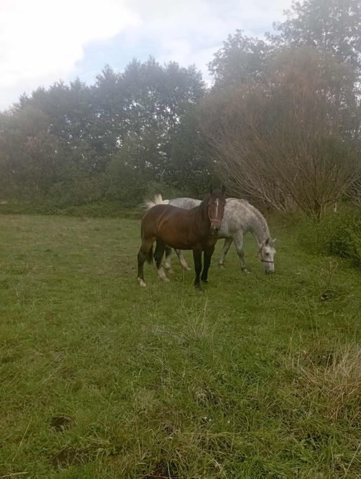 Klacz, kobyła 1,5roku