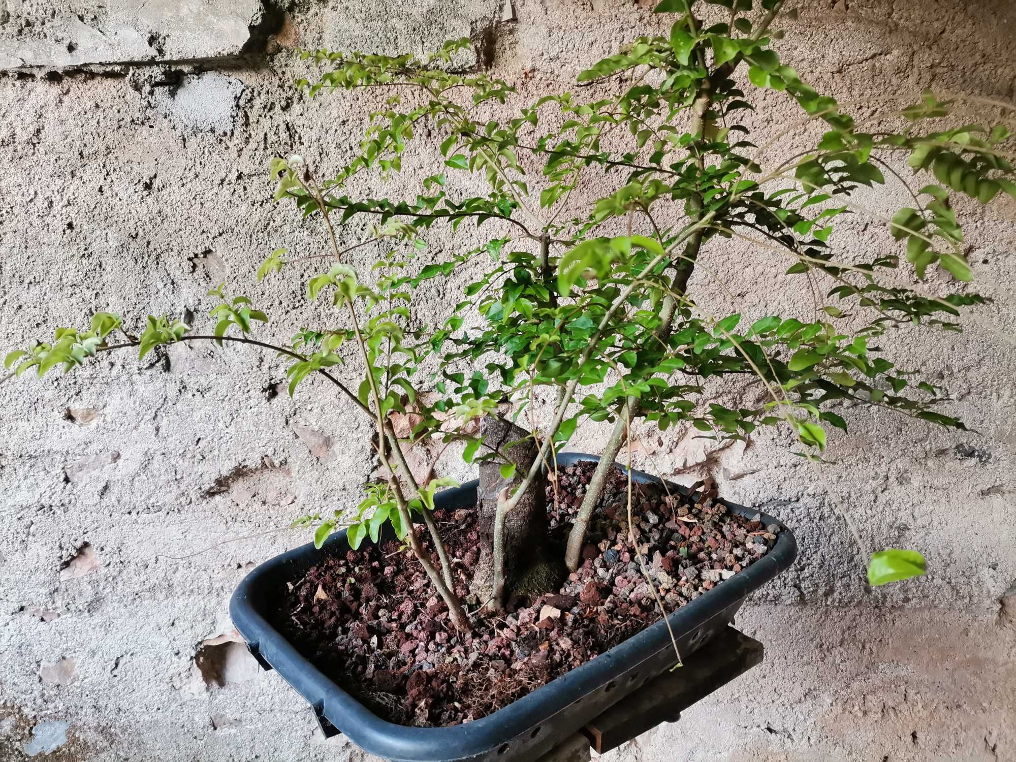 Pré-Bonsai de "Ligustrum Sinense" - *VENDA URGENTE (DESOCUPAR)*